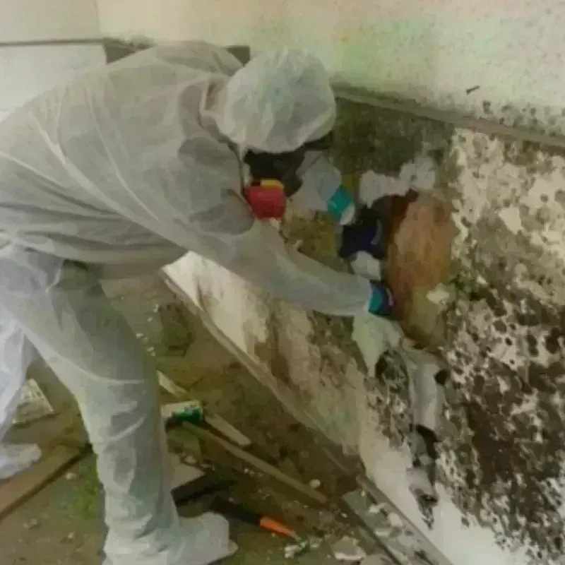 Mold Remediation and Removal in Long Island City, NY